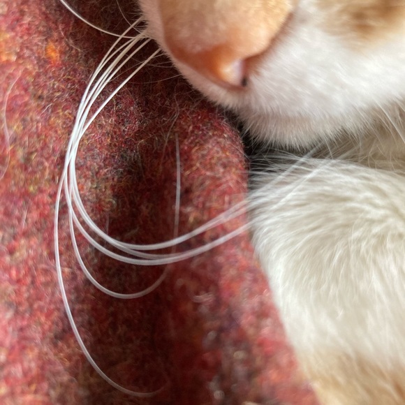 Meet your Posher, Hannah - Picture 1 of 1